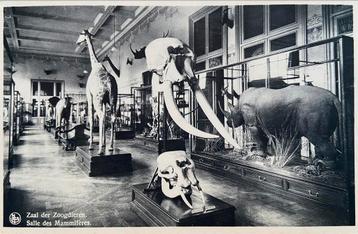 TERVUREN - Set van 2  - Belgian Congo Museum beschikbaar voor biedingen