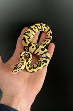 1.0 pastel enchi crypton dh dg hypo 50% het pied, Dieren en Toebehoren, Slang, Tam, 0 tot 2 jaar