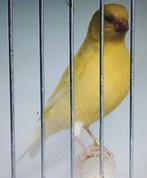 Gele Kanaries, Dieren en Toebehoren