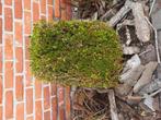 Buxus gratis, Tuin en Terras, Ophalen, Zo goed als nieuw