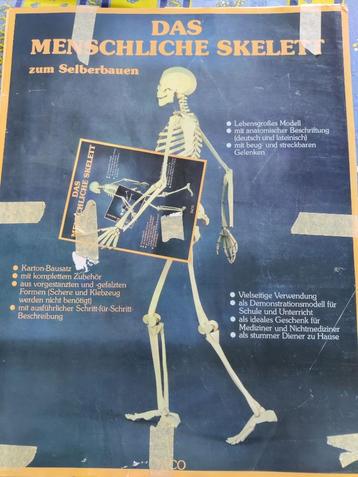 Skelet - De kartonnen versie beschikbaar voor biedingen