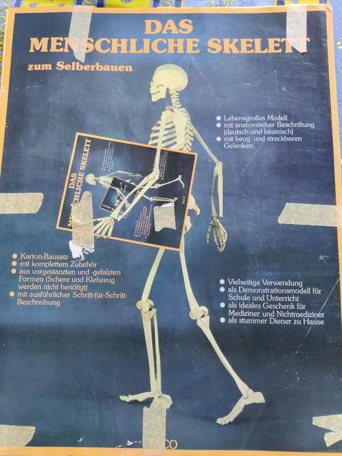 Skelet - De kartonnen versie, Diversen, Schoolbenodigdheden, Zo goed als nieuw, Ophalen