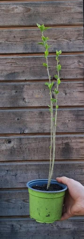 Hibiscus plantje met 3 stammen beschikbaar voor biedingen