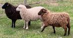 Gezocht ouessant ooi, Dieren en Toebehoren, Schapen, Geiten en Varkens, Vrouwelijk, Schaap, 0 tot 2 jaar