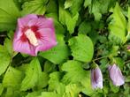 Hibiscus, Tuin en Terras, Planten | Tuinplanten, Ophalen of Verzenden