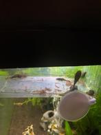 Te koop algeneters, Dieren en Toebehoren