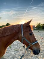 Pension retraite, Dieren en Toebehoren