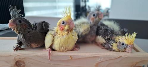 Tamme valkparkiet handopfok, Dieren en Toebehoren, Vogels | Parkieten en Papegaaien