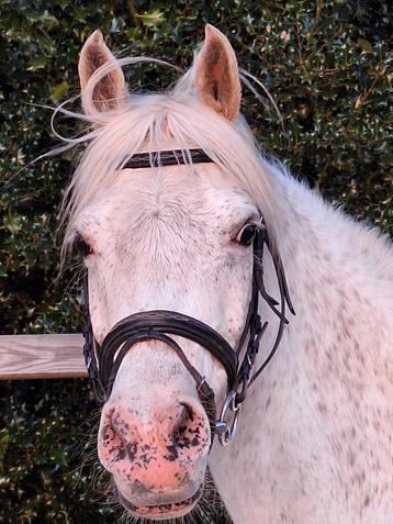 Super brave lieve pony beschikbaar voor biedingen