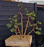 pinus Sylverstris pre bonsai bos, Tuin en Terras, Ophalen