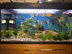 Aquarium 8040 cm, Dieren en Toebehoren, Ophalen of Verzenden, Zo goed als nieuw