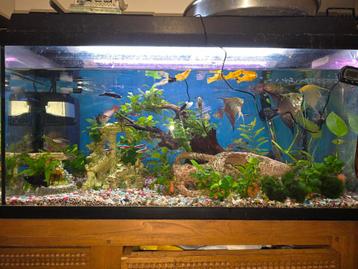 Aquarium 8040 cm beschikbaar voor biedingen