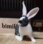 Duitse reus rammetje 9 weken gevaccineerd Nobivac myxoRHDplu, Dieren en Toebehoren, Mannelijk, Groot, 0 tot 2 jaar