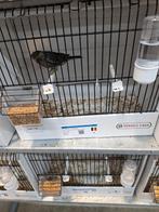 Mooie gezonde kanaries van 2025, Dieren en Toebehoren