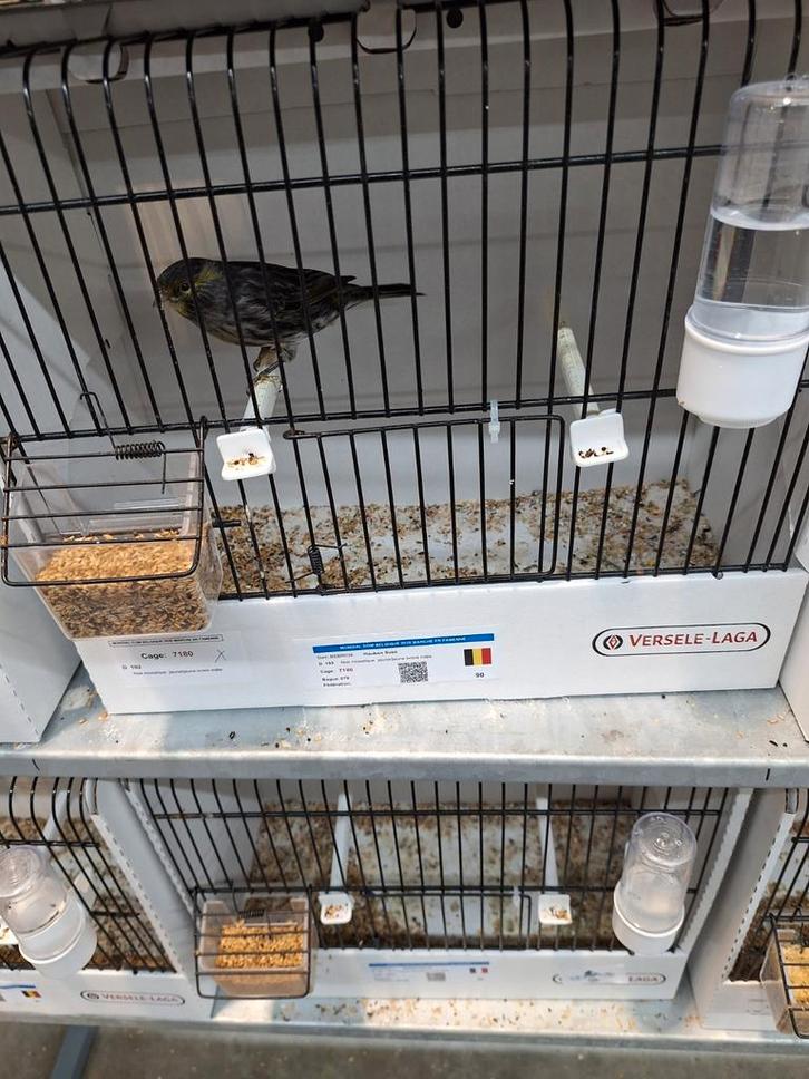 Mooie gezonde kanaries van 2025, Animaux & Accessoires, Oiseaux | Canaris