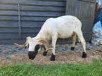 Walliser schwarznase zwartneusschaap ram, Dieren en Toebehoren, Mannelijk, Schaap, 0 tot 2 jaar