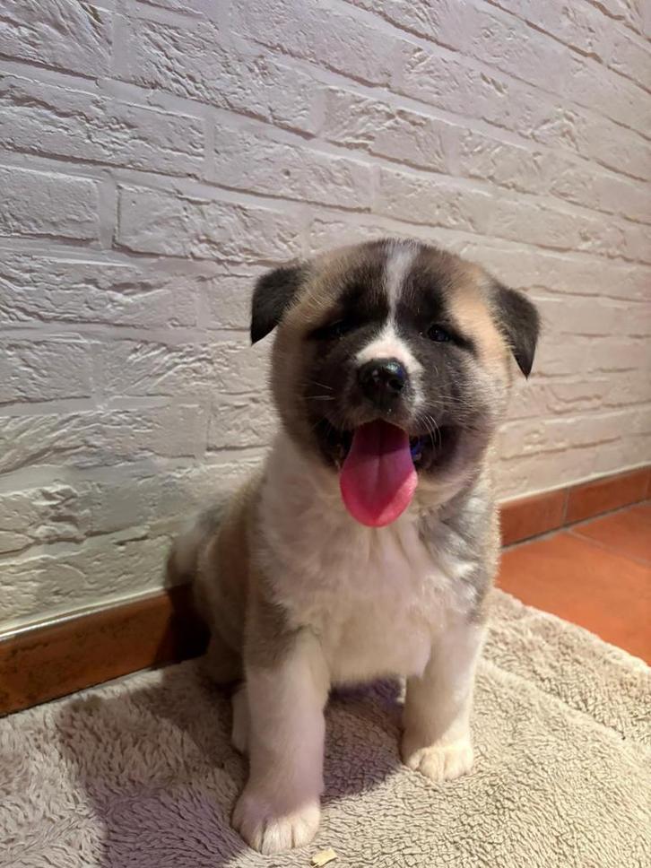 Beaux chiots Akita, Animaux & Accessoires, Chiens | Sans pedigree, Grand, Chienne, Éleveur | Professionnel, Plusieurs, Belgique