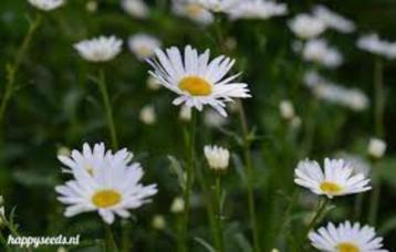 margriet, puntwederik, klokjesbloem, aster, helleborus beschikbaar voor biedingen