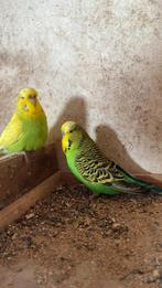 Engelse grasparkiet koppel, Dieren en Toebehoren, Vogels | Parkieten en Papegaaien