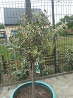 Olijfboom olea europaea zonder bloempot, Tuin en Terras, Ophalen, Olijfboom