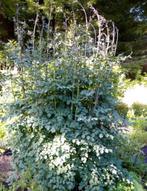 Thalictrum Elin of Akeleikruid, Ophalen, Zomer, Vaste plant, Volle zon