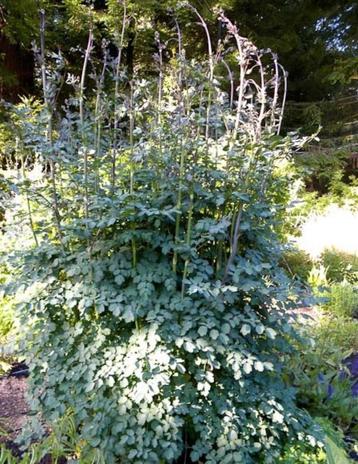 Thalictrum Elin of Akeleikruid beschikbaar voor biedingen