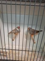 2 koppels zebravinken (engels bloed), Dieren en Toebehoren, Vogels | Overige Vogels