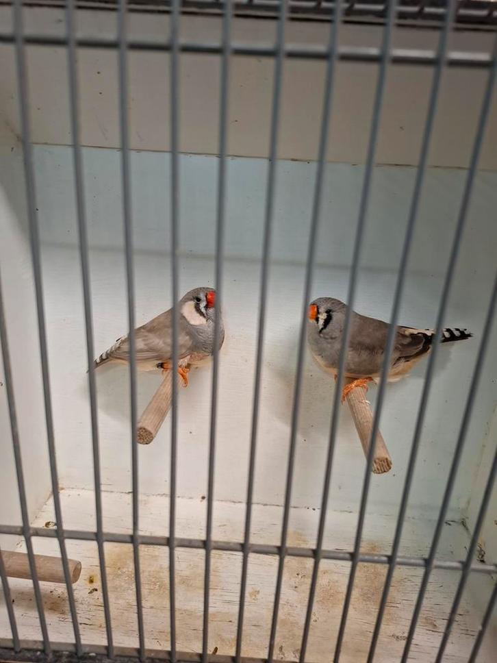 2 koppels zebravinken (engels bloed), Dieren en Toebehoren, Vogels | Overige Vogels