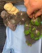 Jonge, super tamme Edelpapegaaien, Dieren en Toebehoren, Vogels | Parkieten en Papegaaien, Mannelijk, Papegaai, Pratend