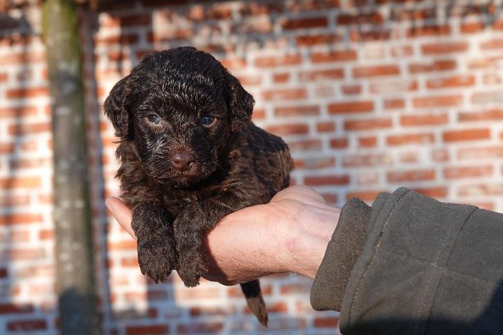 Superschattige Maltipoo pups, Dieren en Toebehoren, Honden | Chihuahua's en Gezelschapshonden, Meerdere dieren, Overige rassen