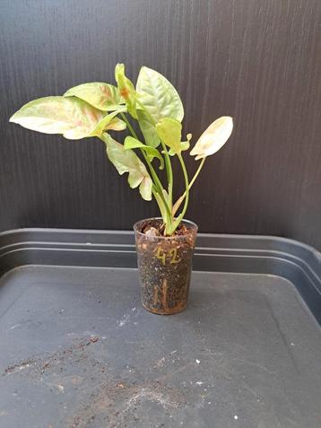 Syngonium milk confetti  nr 42 beschikbaar voor biedingen