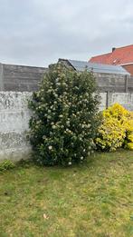 Viburnum tinus (laurier-sneeuwbal) – wintergroen & bloeiend, Jardin & Terrasse, Plantes | Arbres, Enlèvement, Hiver