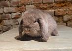Minilop voedstertje ( transport mogelijk), Dieren en Toebehoren, Konijnen, Vrouwelijk, Dwerg, Hangoor, 0 tot 2 jaar