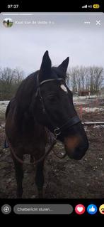 mooie braven ruin, 11 ans ou plus, Hongre, Débourré, Moins de 160 cm