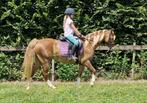 Debourage de poneys, Animaux & Accessoires, Poneys, Ne s'applique pas