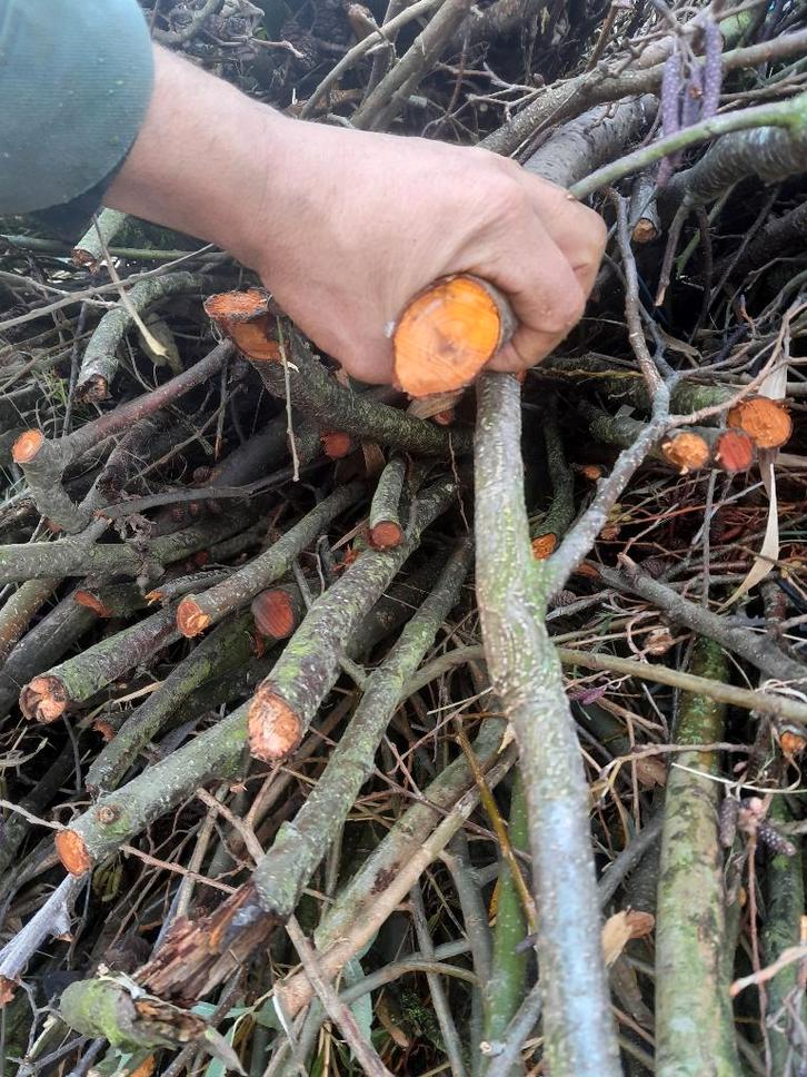 hout om te verhakselen, Jardin & Terrasse, Jardin & Terrasse Autre, Enlèvement