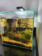 Aquarium Cube 14L te koop, Dieren en Toebehoren, Vissen | Aquaria en Toebehoren, Ophalen