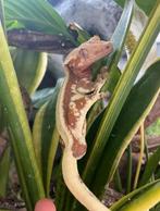Wimpergekko lilly white man Lucifer