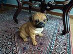 mops hondje in kunststof, Dieren en Toebehoren, Ophalen of Verzenden, Nieuw