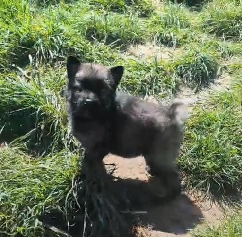 Husky / Duitse herder, Dieren en Toebehoren, Honden | Niet-rashonden, Middel, Meerdere dieren, Fokker | Professioneel, Meerdere