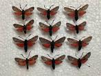 Lot ZYGAENA FILIPENDULAE, Ophalen of Verzenden, Zo goed als nieuw