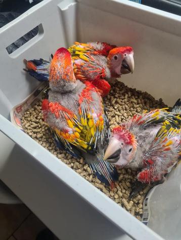 bebe perroquet ara macao beschikbaar voor biedingen