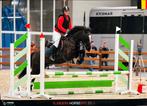 D pony, Dieren en Toebehoren, Merrie, B, D pony (1.37m tot 1.48m), 11 jaar of ouder