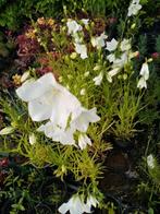 Campanule Dakota blanche, Vaste plant, Lente, Overige soorten, Ophalen