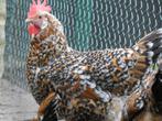 broedeieren leghorn porselein, Dieren en Toebehoren, Pluimvee