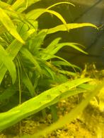 Kersenbuik cichliden baby's, Dieren en Toebehoren, Vis, Zoetwatervis