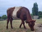 Vaars, Dieren en Toebehoren, Runderen, Vrouwelijk, 0 tot 2 jaar