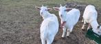 chèvre de Saanen  une maman avec ce deux agneaux femelle, Femelle, Chèvre, 0 à 2 ans