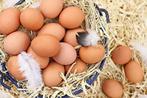 Verse eitjes !!!, Dieren en Toebehoren, Ophalen of Verzenden
