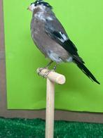 Bouvreuil ponceau, Femelle